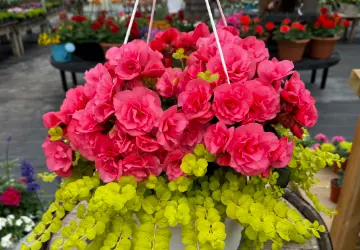 beautiful orange begonia hanging basket for sale